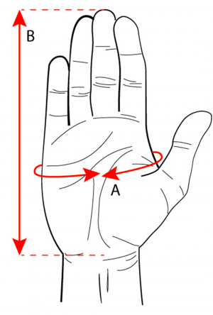 guide des tailles